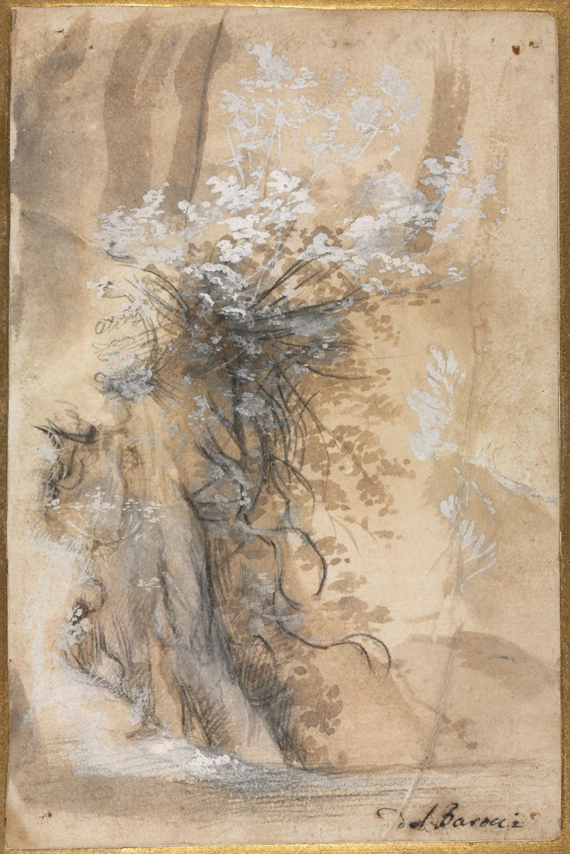 Flowering Bush above an Eroded Bank by Federico Barocci, drawing, 1567-1604