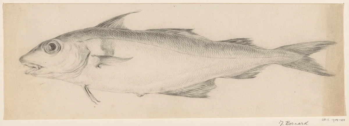Vis, naar links by Jean Bernard, drawing, 1775-1833
