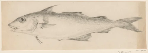 Vis, naar links by Jean Bernard, drawing, 1775-1833