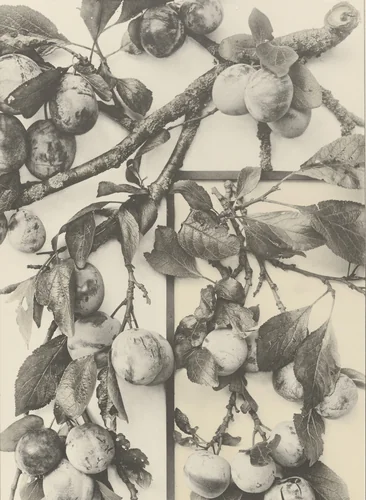 Page from Festons und Dekorative Gruppen by Unidentified Photographer, photograph, 1893