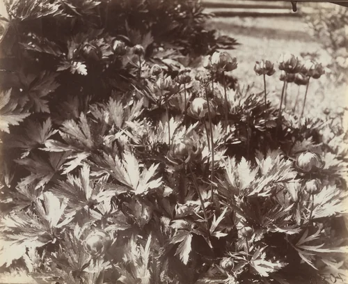 Bagatelle by Eugène Atget, photograph, 1921