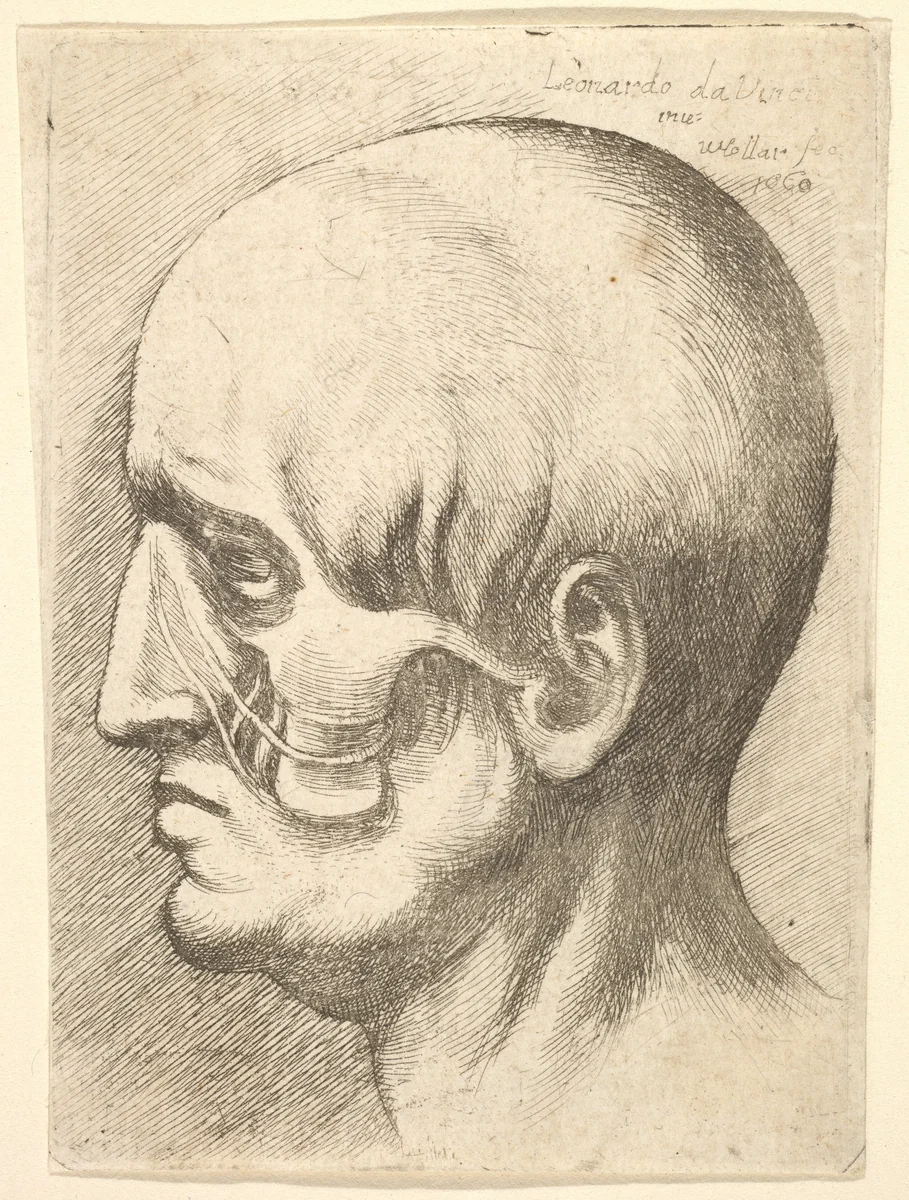 Male head in profile to left with muscles exposed by Wenceslaus Hollar, print, 1660