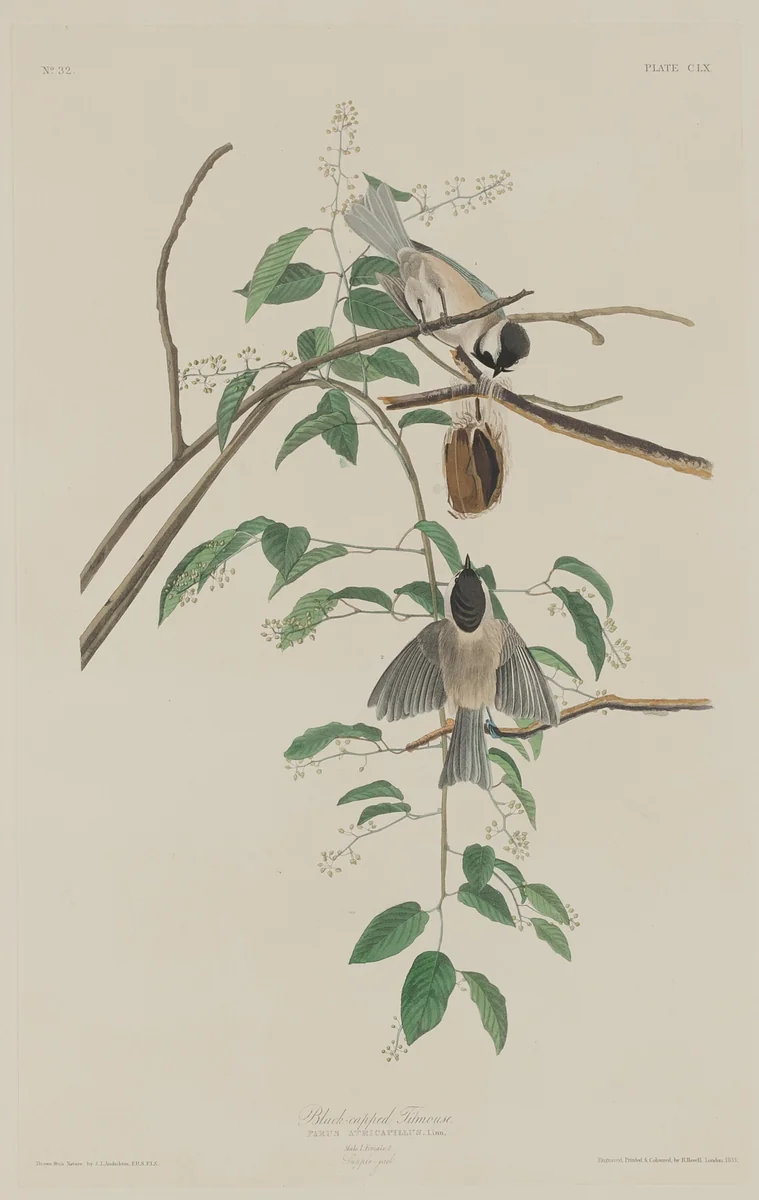 Black-capped Titmouse by Robert Havell, Jr.; John James Audubon, print, 1833