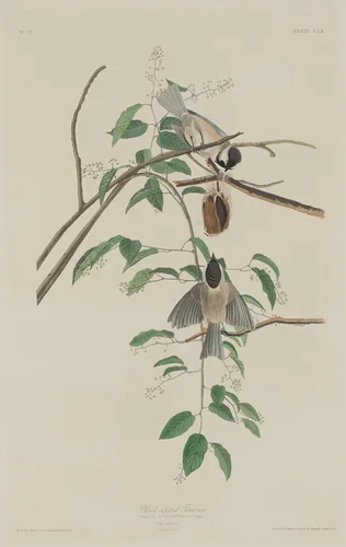 Black-capped Titmouse by Robert Havell, Jr.; John James Audubon, print, 1833