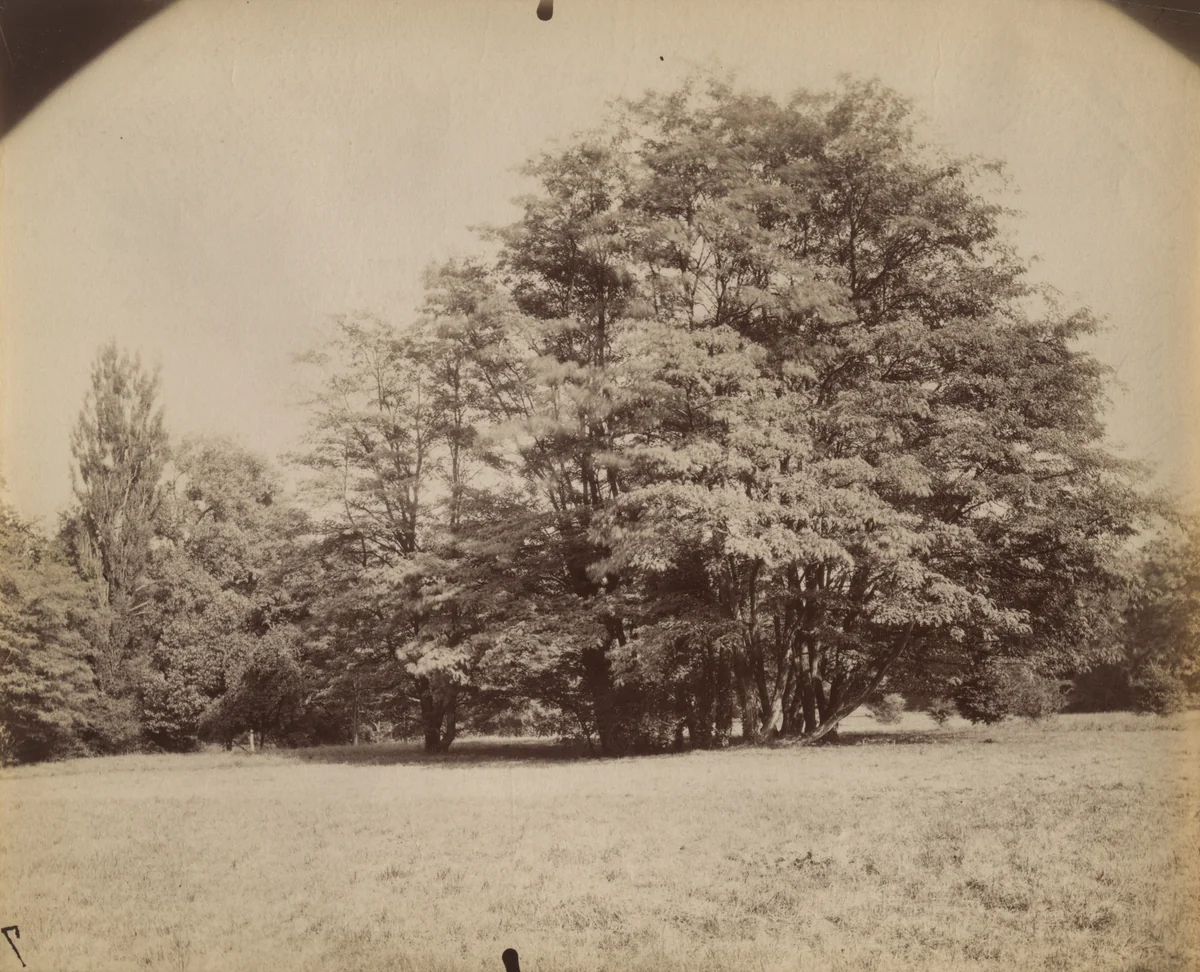 Villeneuve-l' Étang by Eugène Atget, photograph, 1910