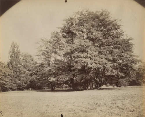Villeneuve-l' Étang by Eugène Atget, photograph, 1910
