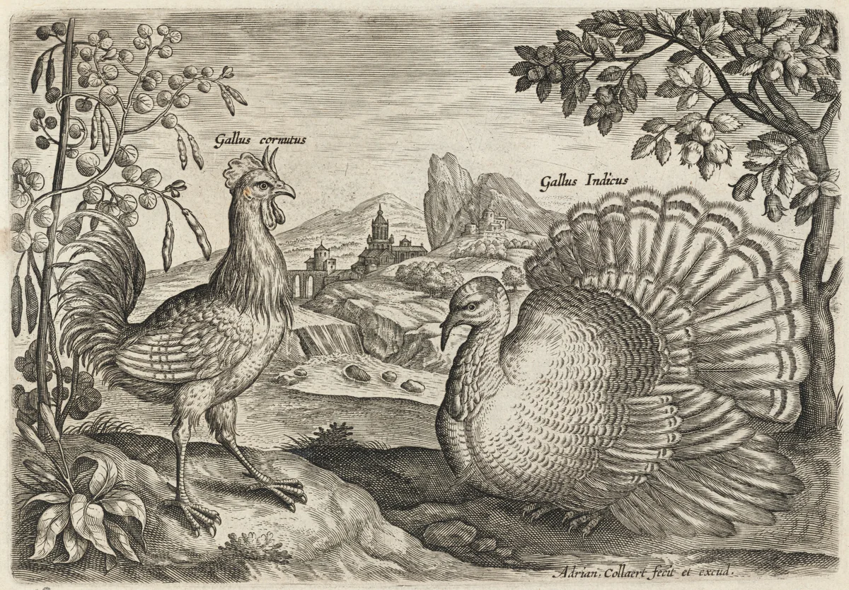 Horned Cock and Turkey by Adriaen Collaert, print, 1595-1605