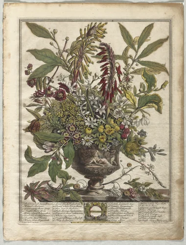 Twelve Months of Flowers: January by Henry Fletcher, print, 1730