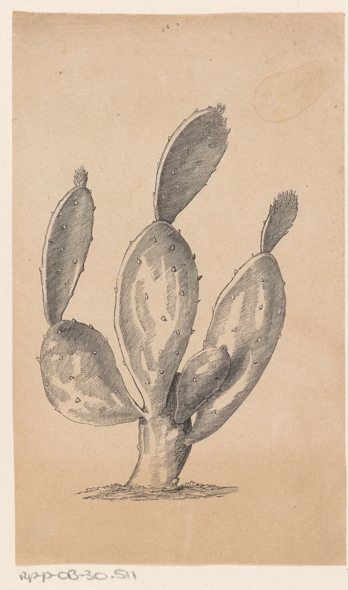 Cactus by Isaac Weissenbruch, print, 1836-1912