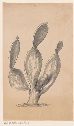 Cactus by Isaac Weissenbruch, print, 1836-1912