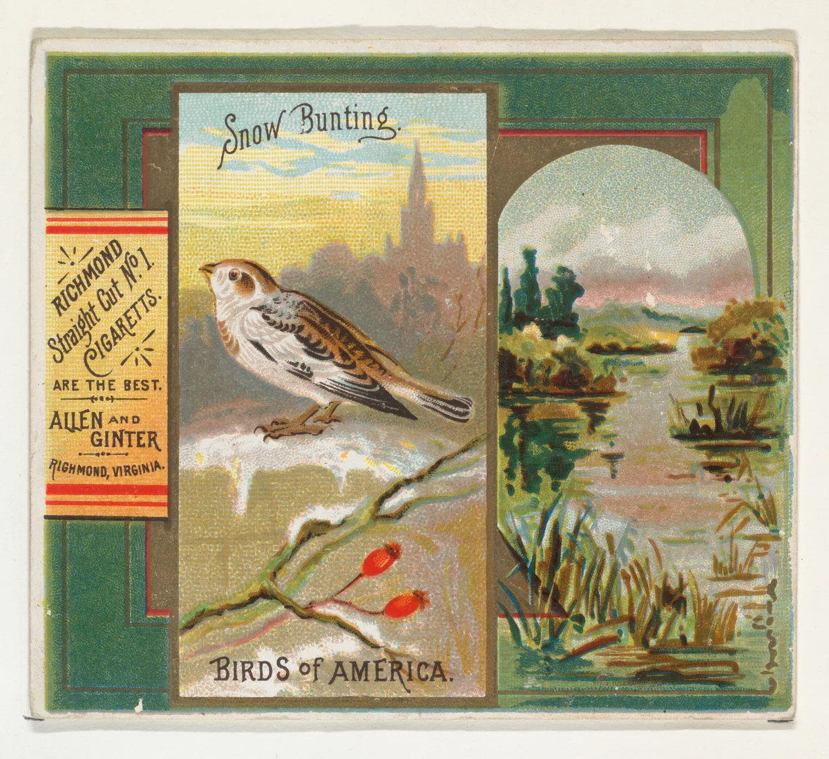 Snow Bunting, from the Birds of America series (N37) for Allen & Ginter Cigarettes by Allen & Ginter, print, 1888