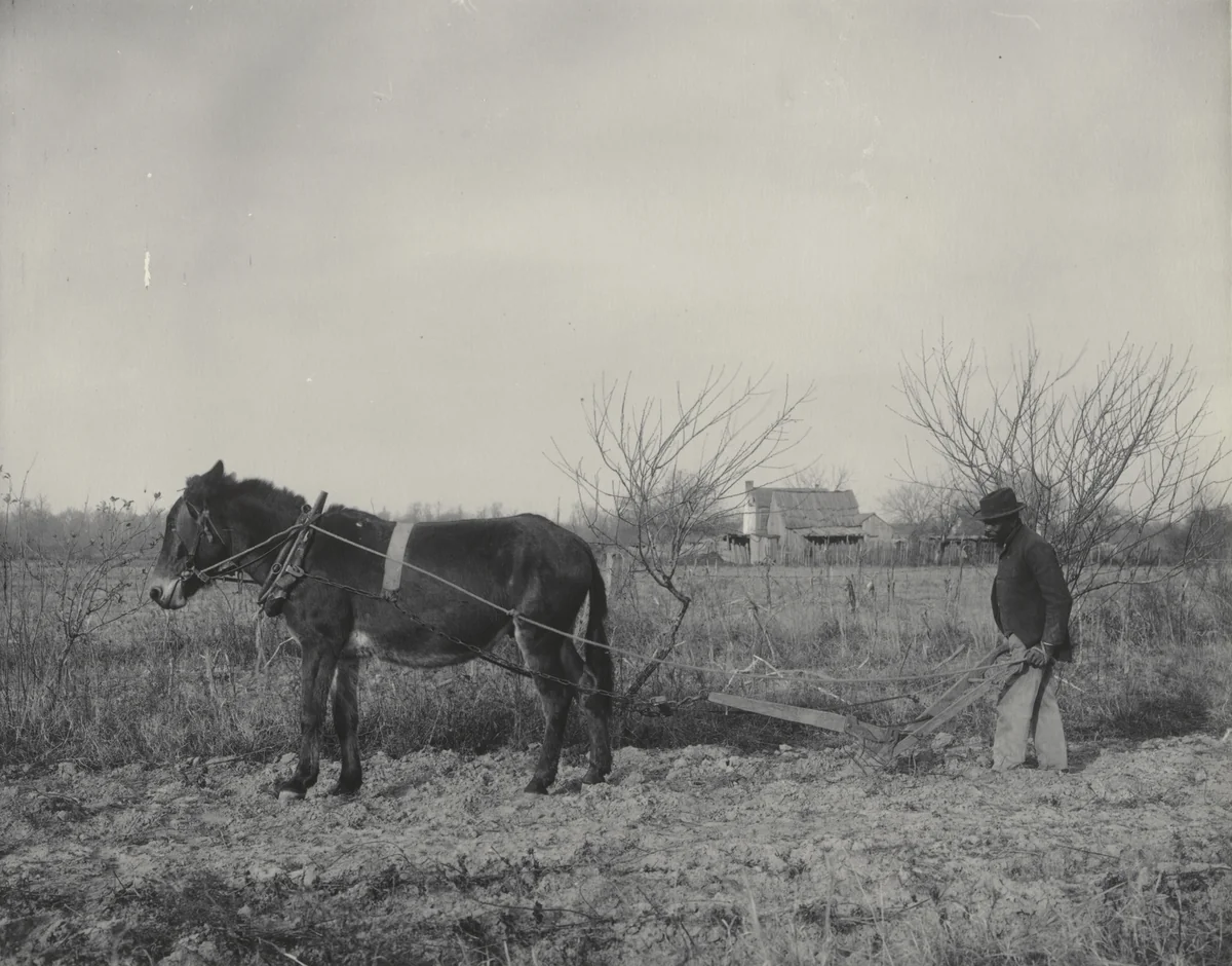 Plowing after the old method by Frances Benjamin Johnston, photograph, 1899