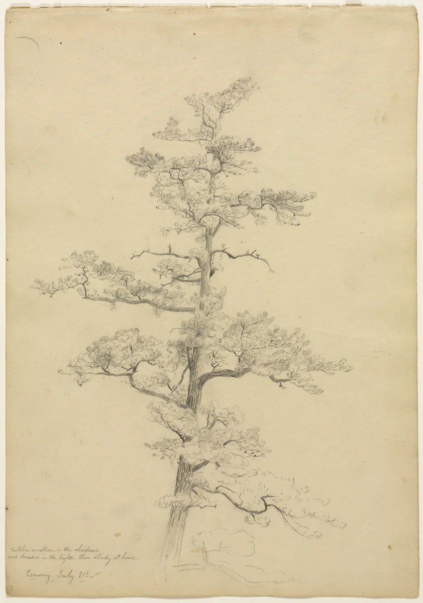 Pine Tree, Conway, New Hampshire (recto) by David Johnson, drawing, 1846-1856