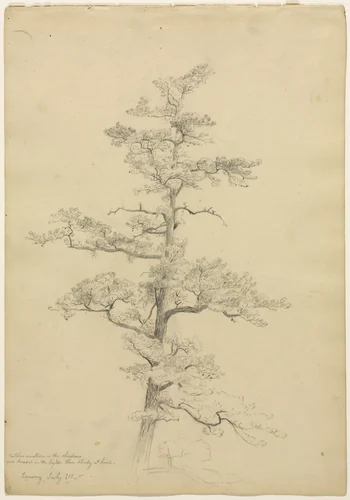 Pine Tree, Conway, New Hampshire (recto) by David Johnson, drawing, 1846-1856
