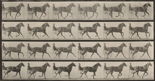 Plate Number 614. "Flode Holden" trotting, harnessed to sulky, breaking into a gallop by Eadweard Muybridge, photograph, 1887