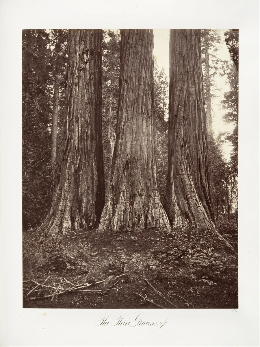 The Three Graces, 272 feet by Carleton E. Watkins, photograph, 1865-1866