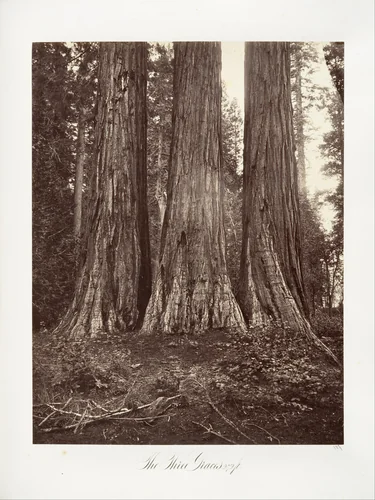 The Three Graces, 272 feet by Carleton E. Watkins, photograph, 1865-1866