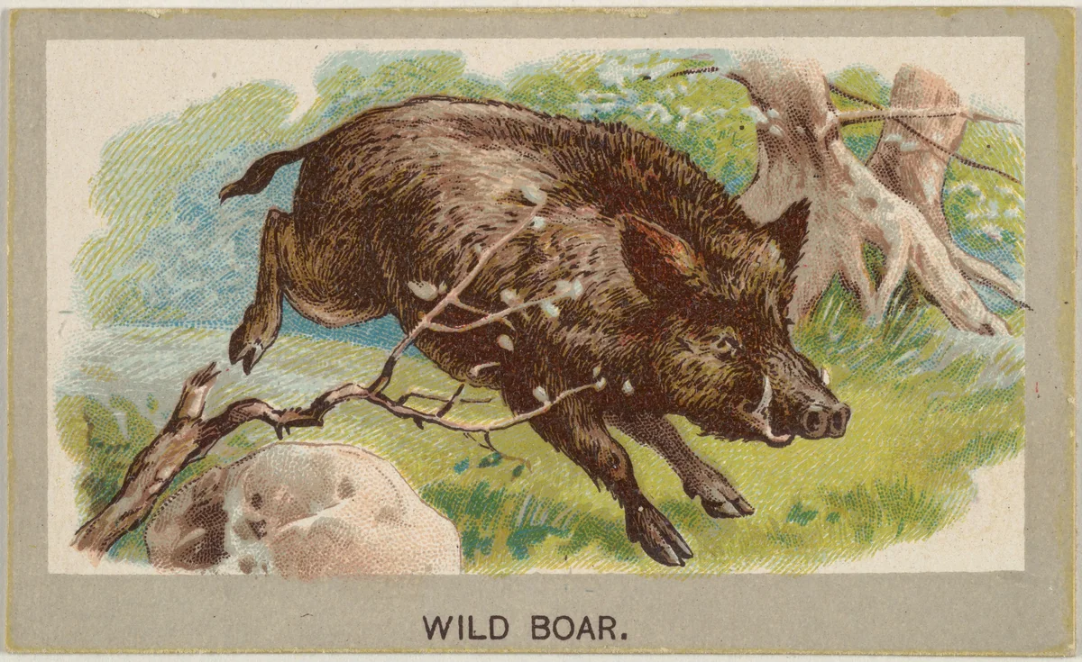 Wild Boar, from the Animals of the World series (T180), issued by Abdul Cigarettes by Abdul Cigarettes, print, 1881