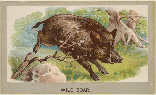 Wild Boar, from the Animals of the World series (T180), issued by Abdul Cigarettes by Abdul Cigarettes, print, 1881