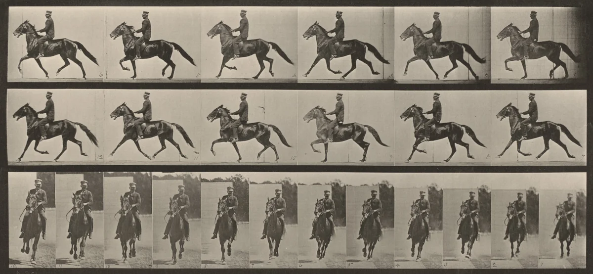 Plate Number 593. "Pronto" pacing, saddled by Eadweard Muybridge, photograph, 1887