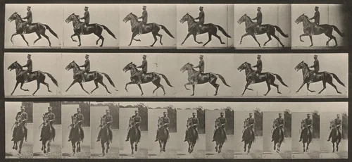 Plate Number 593. "Pronto" pacing, saddled by Eadweard Muybridge, photograph, 1887