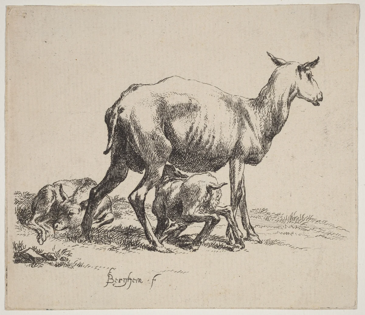 Ewe Nursing Her Lamb by Nicolaes Pietersz Berchem, print, 1590-1690