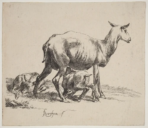 Ewe Nursing Her Lamb by Nicolaes Pietersz Berchem, print, 1590-1690