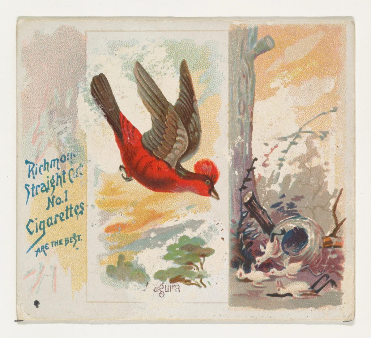 Araguira, from the Song Birds of the World series (N42) for Allen & Ginter Cigarettes by Allen & Ginter, print, 1890