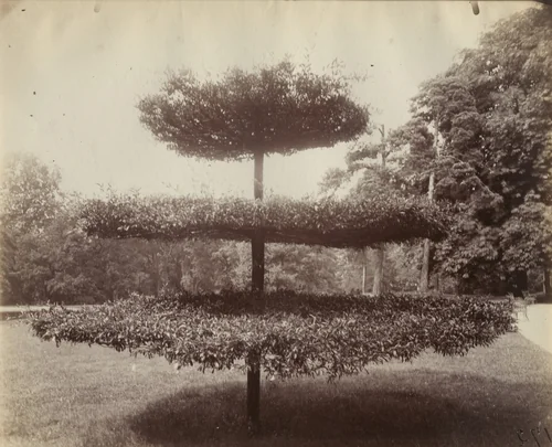 Arbuste by Eugène Atget, photograph, 1922