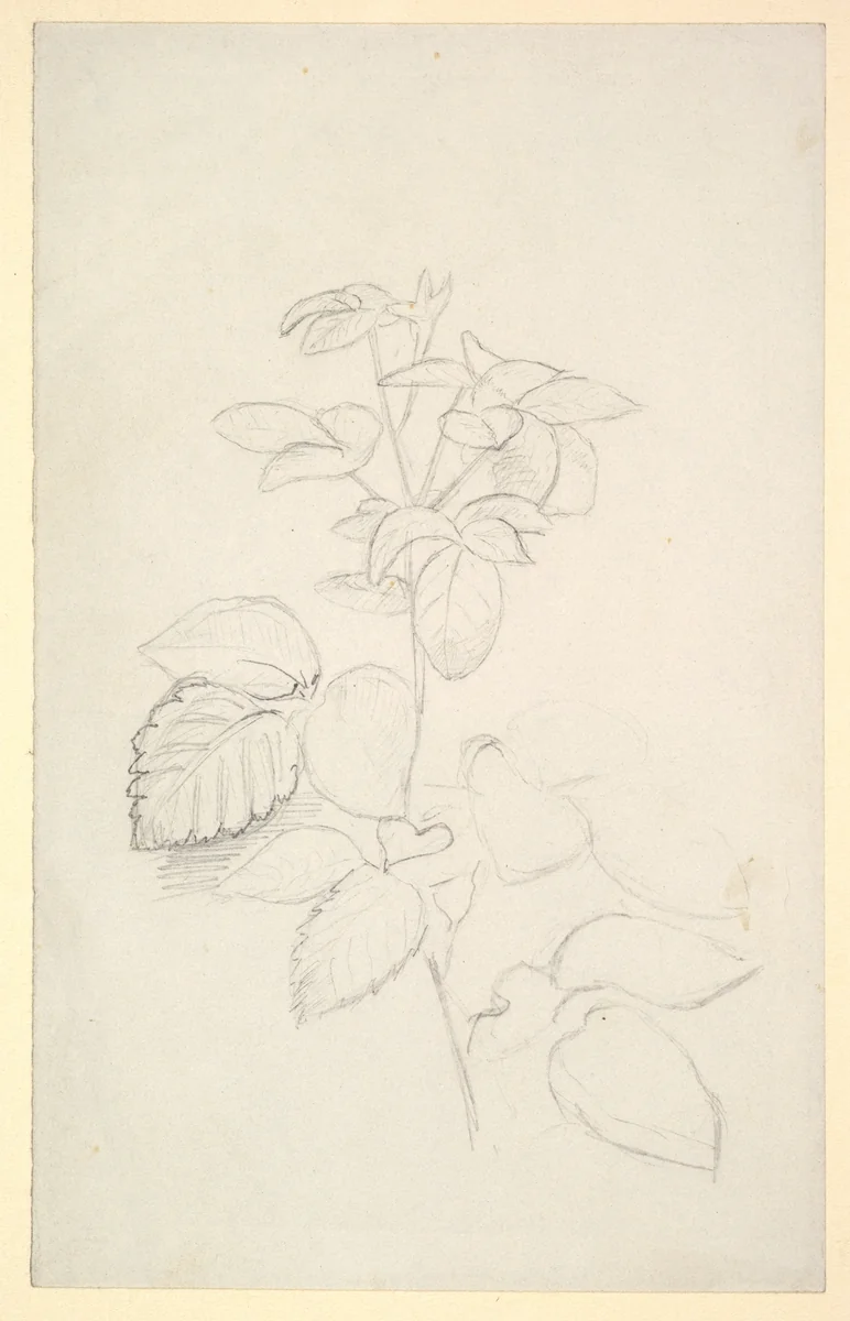 Study of a plant by George Richmond, drawing, 1840-1880