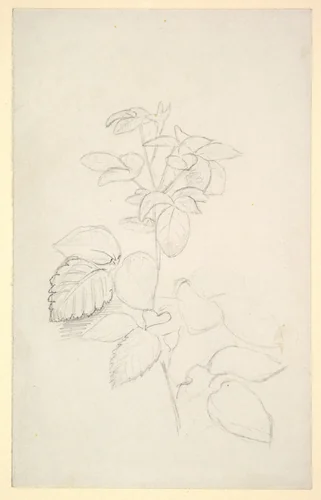 Study of a plant by George Richmond, drawing, 1840-1880