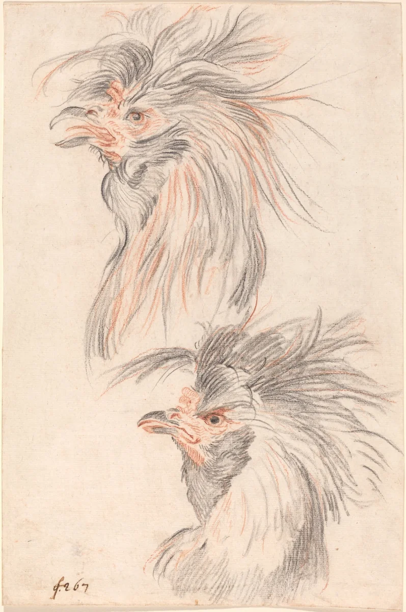 Fighting Cock by Johann Rudolph Schellenberg, drawing, 1775