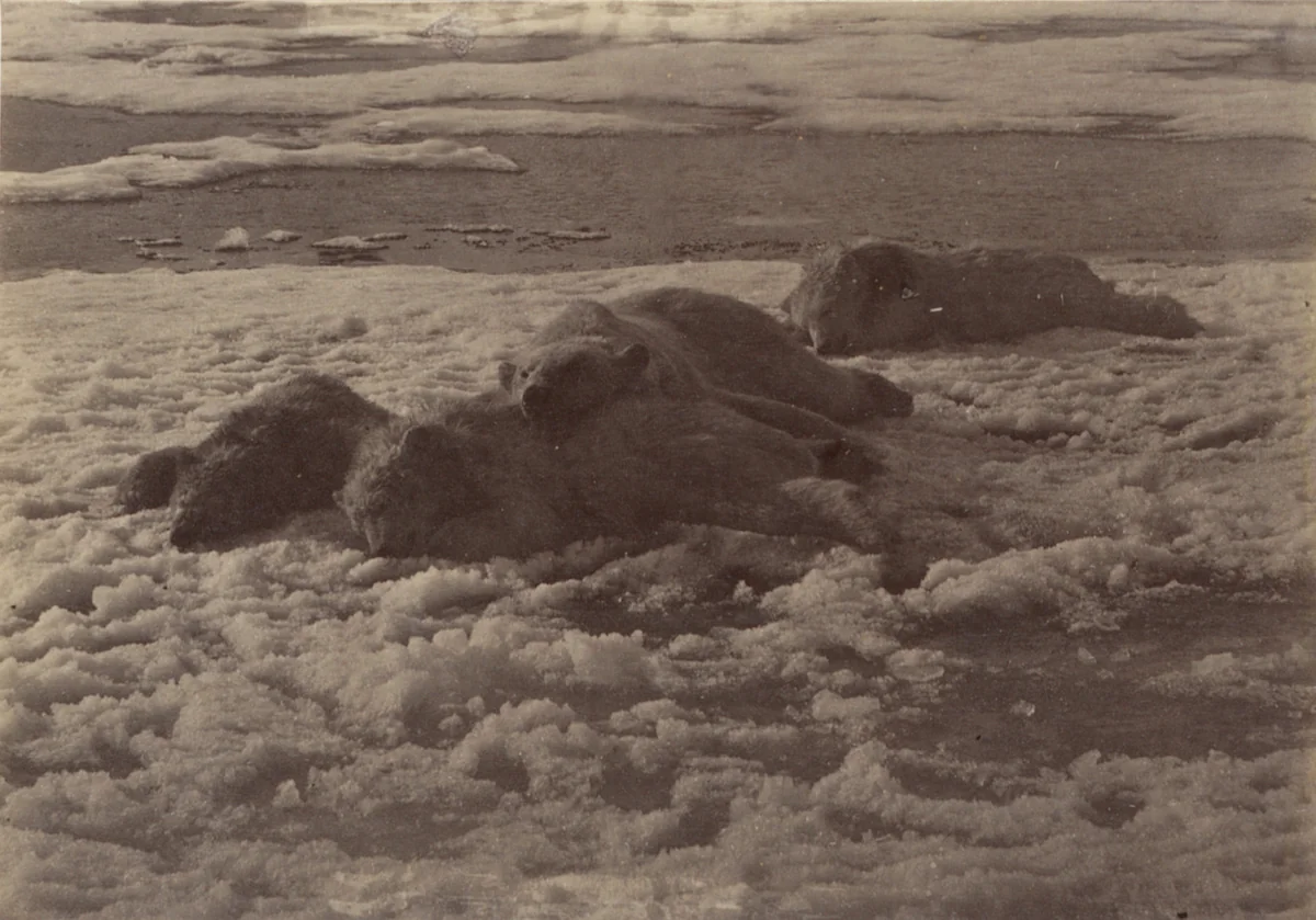 'After the hunt" by George P. Critcherson, John L. Dunmore, William Bradford, photograph, 1869