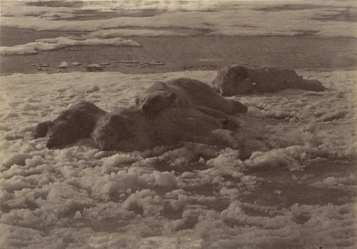'After the hunt" by George P. Critcherson, John L. Dunmore, William Bradford, photograph, 1869