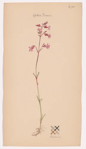 Viscaria vulgaris (Clammy Campion). Sheet 44 from the portfolio Nature Studies by Hilma af Klint, drawing, 1920