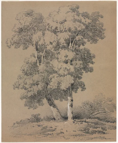 Tree Study by Jules Coignet, drawing, 1800-1899