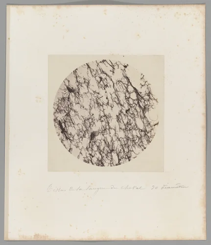 [Untitled] by Auguste-Adolphe Bertsch, photograph, 1853-1857