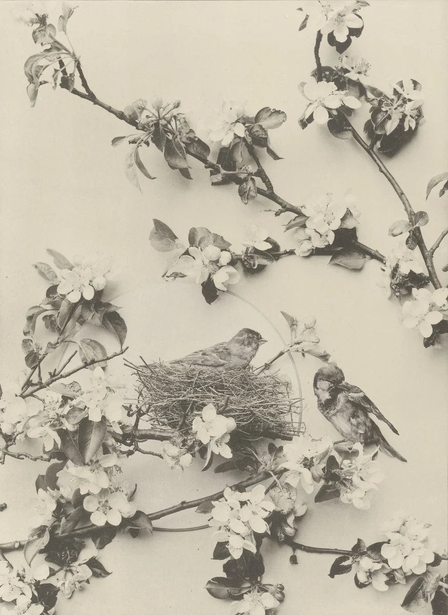 Page from Festons und Dekorative Gruppen by Unidentified Photographer, photograph, 1893