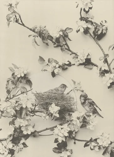 Page from Festons und Dekorative Gruppen by Unidentified Photographer, photograph, 1893