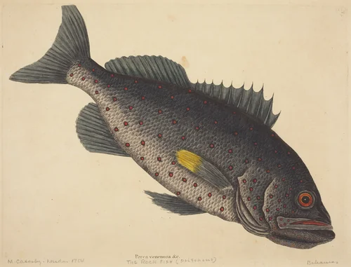 The Rock Fish (Perca venenosa) by Mark Catesby, print, 1754