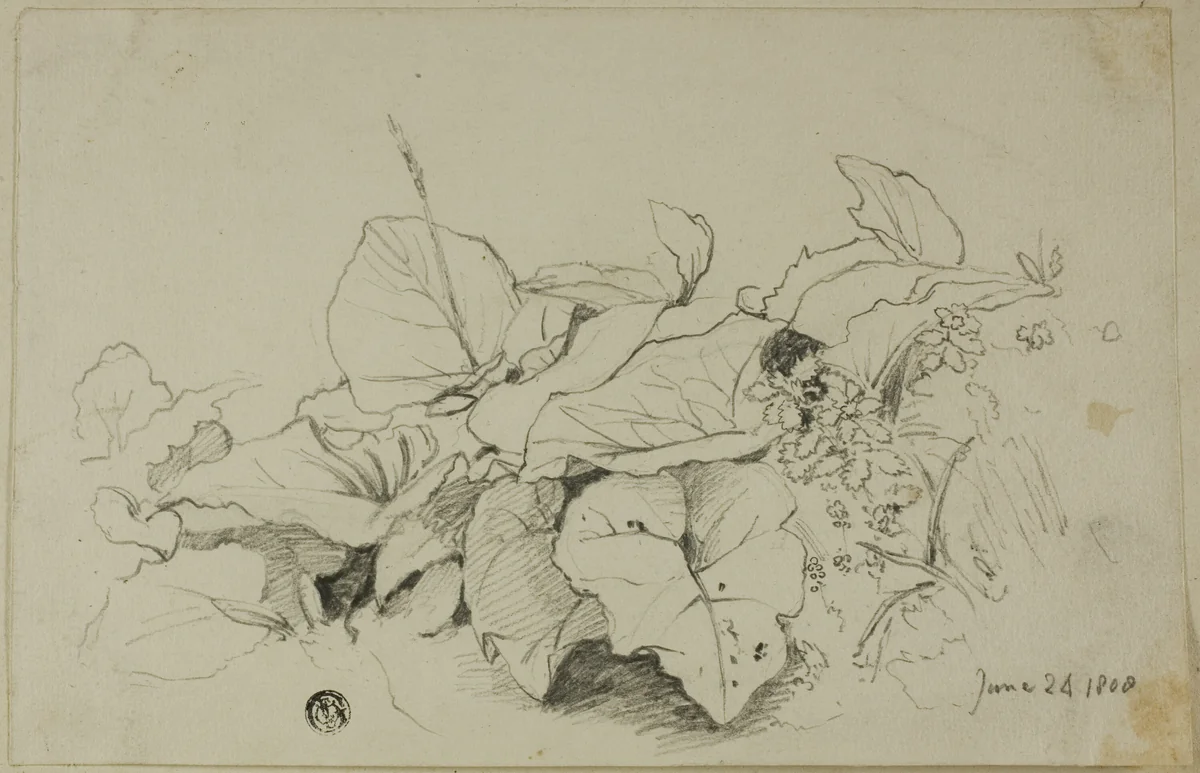 Clump of Leaves and Flowers by Joshua Cristall, drawing, 1808-1847