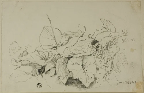 Clump of Leaves and Flowers by Joshua Cristall, drawing, 1808-1847