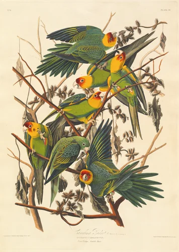 Carolina Parrot by Robert Havell, Jr.; John James Audubon, print, 1827