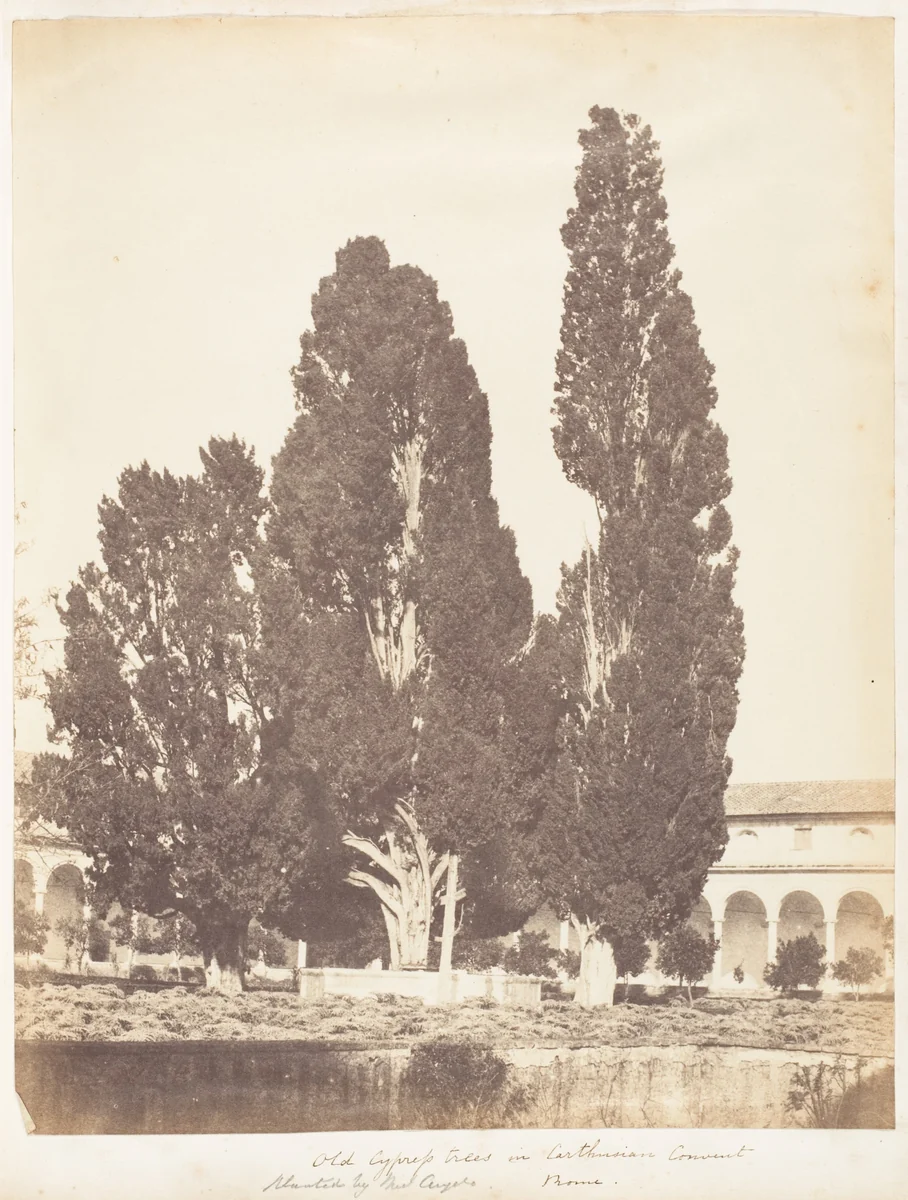 Old Cypress Trees in Carthusian Convent, Rome by Jane Martha St. John, photograph, 1853-1856