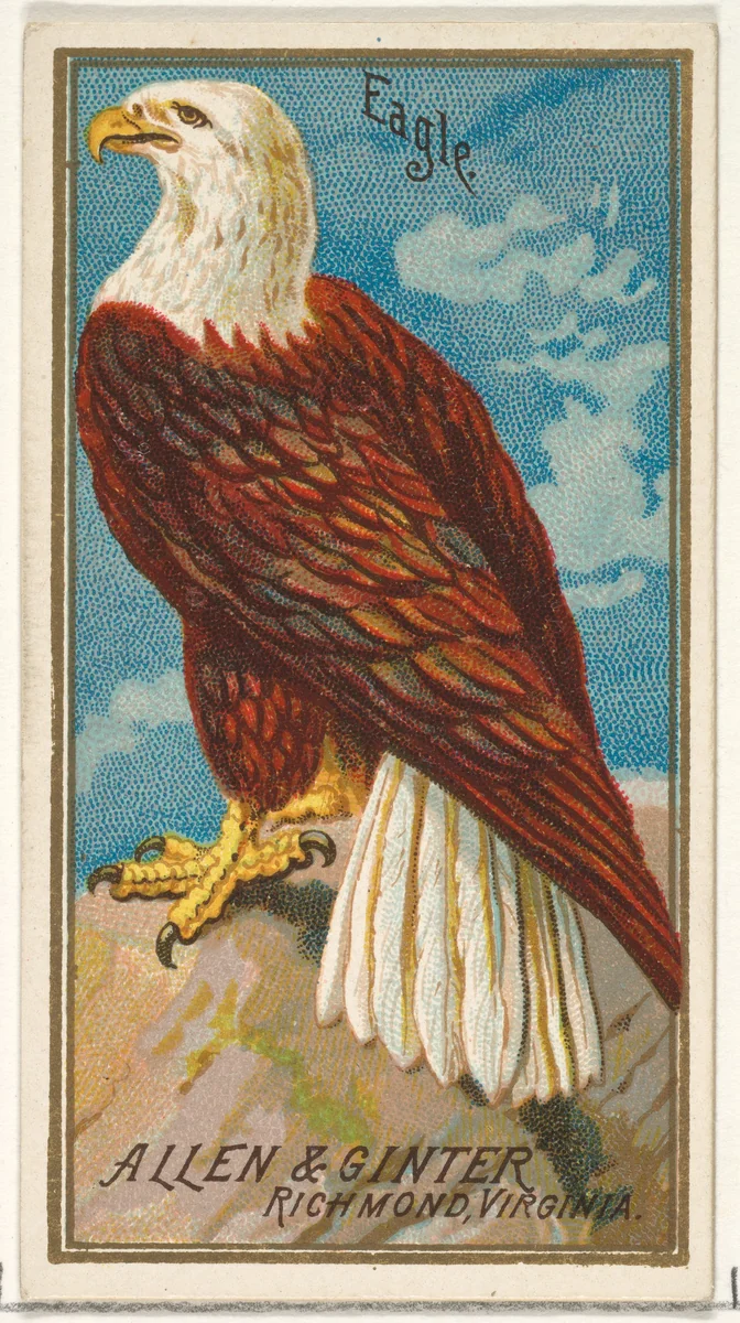 Eagle, from the Birds of America series (N4) for Allen & Ginter Cigarettes Brands by Allen & Ginter, print, 1888