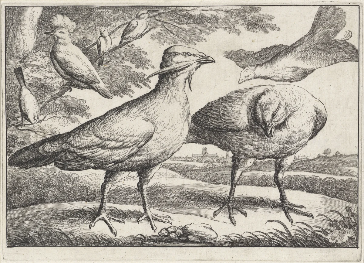 Trapganzen en een kaketoe by Wenceslaus Hollar, print, 1654