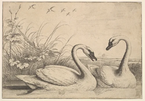 Two Swans by Wenceslaus Hollar, print, 1654-1658