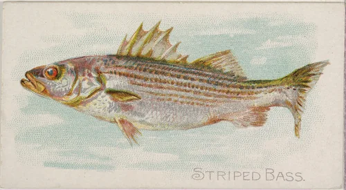 Striped Bass, from the Fish from American Waters series (N8) for Allen & Ginter Cigarettes Brands by Allen & Ginter, print, 1889