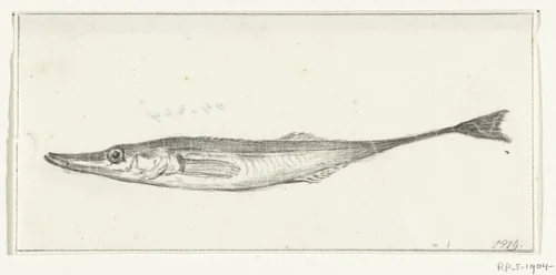 Vis by Jean Bernard, drawing, 1819