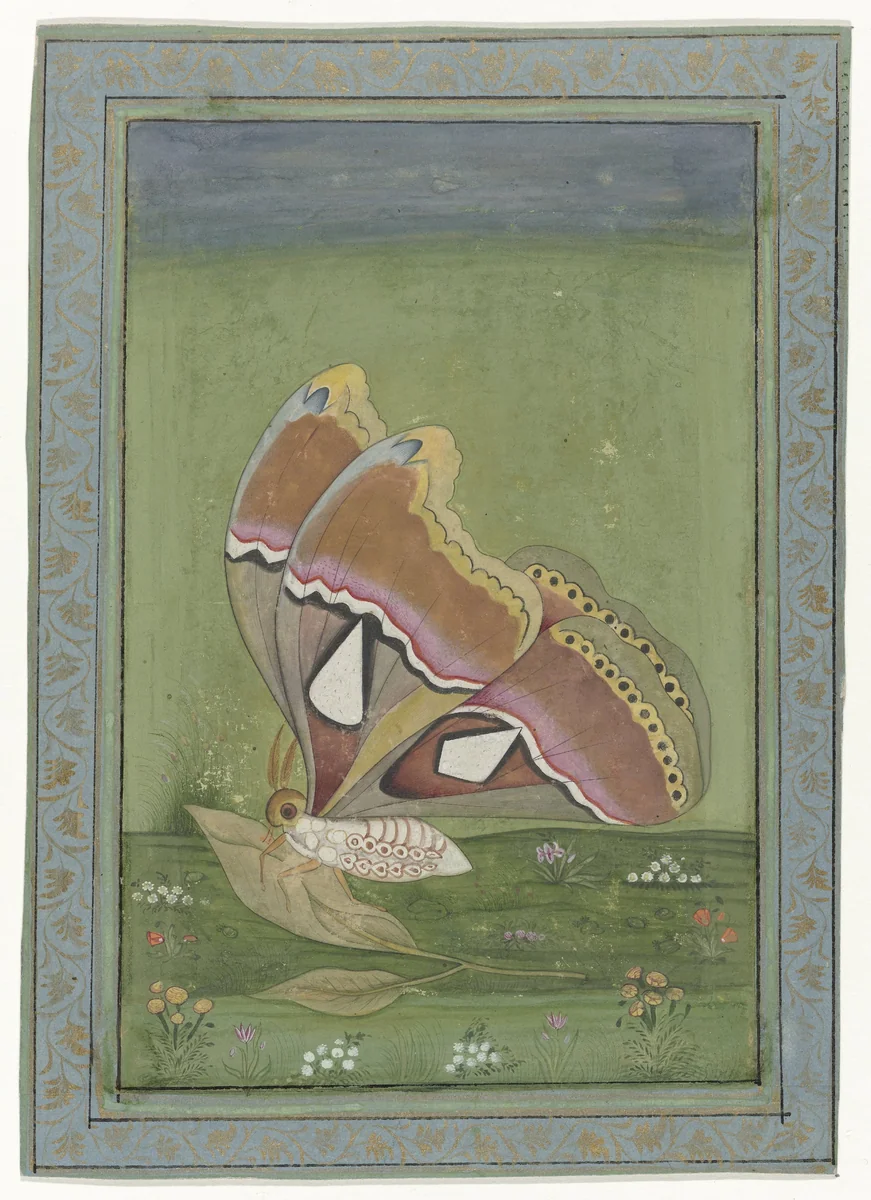 Atlasvlinder by anonymous, drawing, 1605-1628